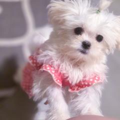 Mal-Shi puppies from Michigan Maltese Puppies