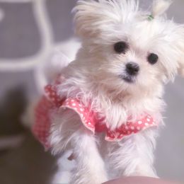 Mal-Shi puppies from Michigan Maltese Puppies