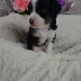 Rosalie - Black and tan female Companion Cross puppy in Decatur, Illinois from Petite Pups