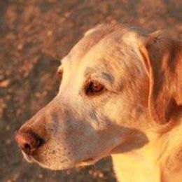 German Shorthaired Pointers and Labrador Retrievers from Kevin Eskam
