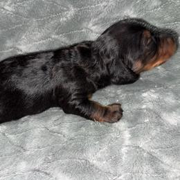 Male 2 - Black and tan male Dachshund puppy in Licking, Missouri from Bean Creek Dachshunds & Terriers