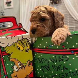 Mylo White - Red  male Goldendoodle puppy in Greenville, South Carolina from Law Doodles of SC