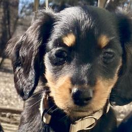 Dachshunds from J and G Dachshunds in South Dakota