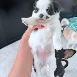 AKC girl 3 - Black and white female Chihuahua puppy in Anoka, Minnesota from Anoka County MN AKC Chihuahuas