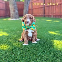 Rocky Road - Red  male Goldendoodle puppy in Dallas County, Texas from Dream A Little Doodle