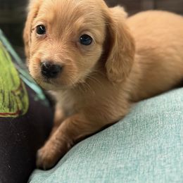 Cedar - Cream male Dachshund puppy in Salem, Oregon from Longdox Mini Dachshunds