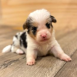 Tempo - White and black female Pembroke Welsh Corgi puppy in Glendale, Arizona from CorgiholicsAz