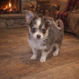 Merle Haggard - Blue merle male Chihuahua puppy in Drumright, Oklahoma from Fancy Pants Chihuahua’s