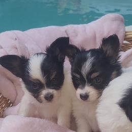 Girl 1 - White black and tan female Papillon puppy in Florida from Tammy's Papillon Playpen