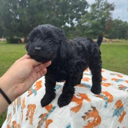 Green-Mini - Black male Goldendoodle puppy in Millville, New Jersey from Michelle's Doodles