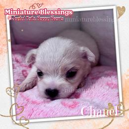 Chanel - Maltese