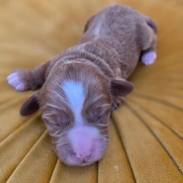 Tide - Red  female Goldendoodle puppy in Decatur, Tennessee from Diamond's Doodles