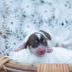 AKC Molly - Piebald female Dachshund puppy in Knox City, Missouri from Brittney's Dachshunds