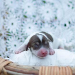 AKC Molly - Piebald female Dachshund puppy in Knox City, Missouri from Brittney's Dachshunds