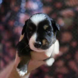 Honor - Black tri male Miniature Australian Shepherd puppy in Arlington, Texas from CopperHead Aussies