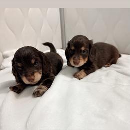 Kendry - Wild boar and cream male Dachshund puppy in San Diego, California from Enchanted little dachshunds