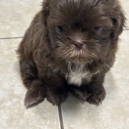 Shih Tzu Puppies from Staci Paysinger