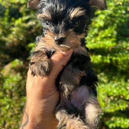 BENTLEY - Black and gold male Yorkshire Terrier puppy in Los Angeles, California from WESTWAY Yorkies