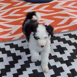 Sweet Pea - Black and white female Sheepadoodle puppy in Joelton, Tennessee from PC Pampered Parti's