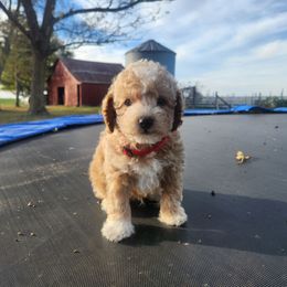 Cavapoo and Dachshund Puppies from Barnyard Dachshunds, Dals & Doodles