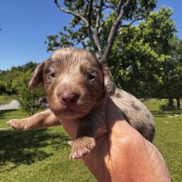 Cookie dough - Dapple female Dachshund puppy in Bentonville, Arkansas from T & D Dachshunds by design