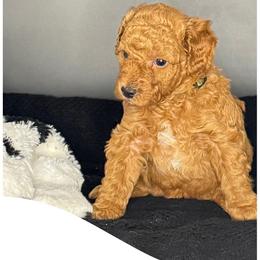 Rome - Red  male Goldendoodle puppy in Danville, Virginia from Stella’s Stunning Goldendoodles of VA