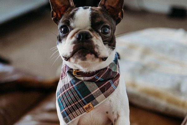 Boston Terrier poses with a plaid bandana