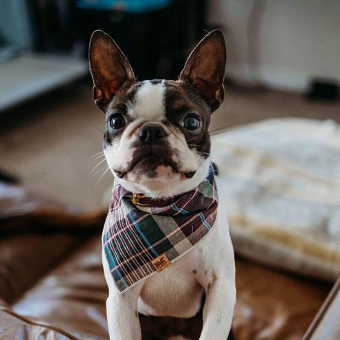 Boston Terrier poses with a plaid bandana
