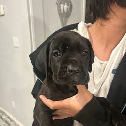 Black Female 5 - Black female Cane Corso puppy in Kaufman, Texas from Phantom Corsos
