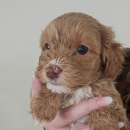 Maddie - Red and white female Cockapoo puppy in Galena, Illinois from Perry's doodles