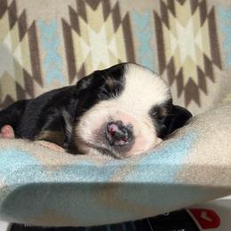 Sweet Girl 8-Black Tri - Black tri-color female Australian Shepherd puppy in Mayfield, Kentucky from Hamilton Farms