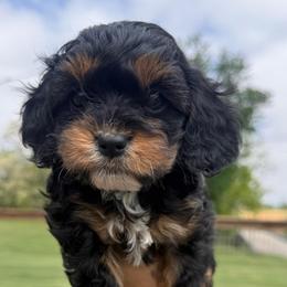Claire - Black and tan female Cavapoo puppy in Fayette County, Ohio from Happy Tails
