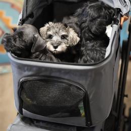 Miniature Schnauzer Puppies from Snowflake Schnauzers