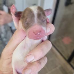 Boy 2 - Piebald male Dachshund puppy in Paradise, Texas from C and J Minis