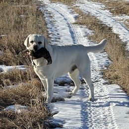 Gronk - Labrador Retriever