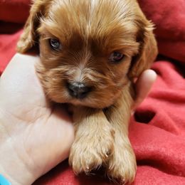 Cavalier King Charles Spaniel Puppies from Heritage Garden Cavaliers