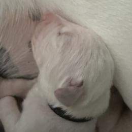 Shadow - White and black male Dalmatian puppy in Hastings, Florida from Love My Spotty Dalmatians