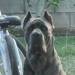 Cane Corso and Poodles from Viceroy Corsos