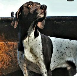 German Shorthaired Pointers from Teresa Holdeman's German Shorthaired Pointers