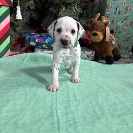 Green collar boy - White and black male Dalmatian puppy in Wilson, North Carolina from New Horizonz Dalmatians
