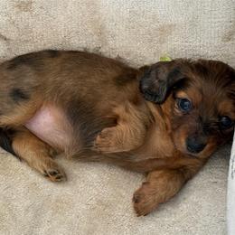 Polar - Dapple female Dachshund puppy in Shawnee, Oklahoma from Magic Eagle Miniature Dachshunds