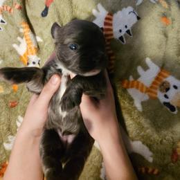 Pearl (FLUFFY) - Blue fawn female French Bulldog puppy in Bend, Oregon from High Lakes Frenchies