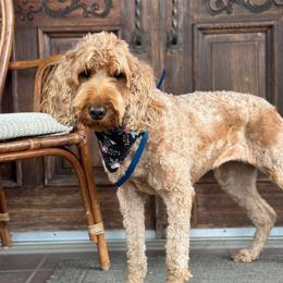 Barbie - Goldendoodle