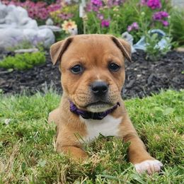 Girl 1 - female Staffordshire Bull Terrier puppy in Chattanooga, Tennessee from Tier 1 Staffordshire Bull Terriers