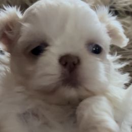Boy 3 - White male Shih Tzu puppy in Texas from A Sassy Soul Shih-Tzu