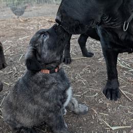 Anatolian Shepherd Dog and Labrador Retriever Puppies from Learning With Dogs