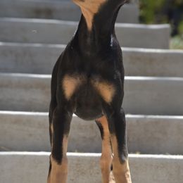 Doberman Pinscher Puppies from Obsidian Kennels