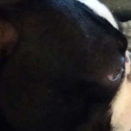 Felix - Boston Terrier