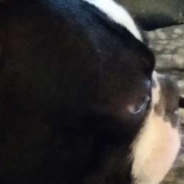 Felix - Boston Terrier