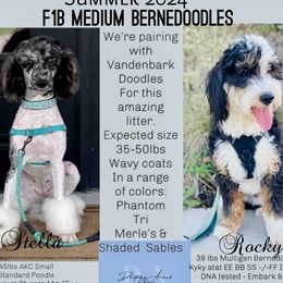 Bernedoodles and Goldendoodles from Doodling Around Indiana Poodles & Doodles